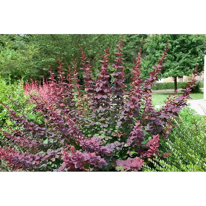 Pflanzen für dich Berberitze 40-60 cm - Berberis ottawensis 'Superba', 40 cm - 60 cm - Leuchtend rot-violett gefärbter Zierstrauch mit aufrechten Ästen und kleinen Blättern, ideal für die Gartengestaltung.