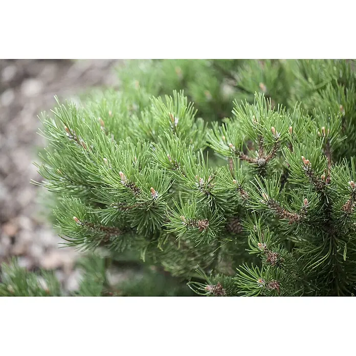 Pflanzen für dich Berg-Kiefer 15-20 cm - Pinus mugo 'Laurin', Aktuelle Wuchshöhe: 15 cm - 20 cm - Nahaufnahme eines grünen Kiefernstrauchs mit lebhaften Nadeln und kleinen hellbraunen Knospen.