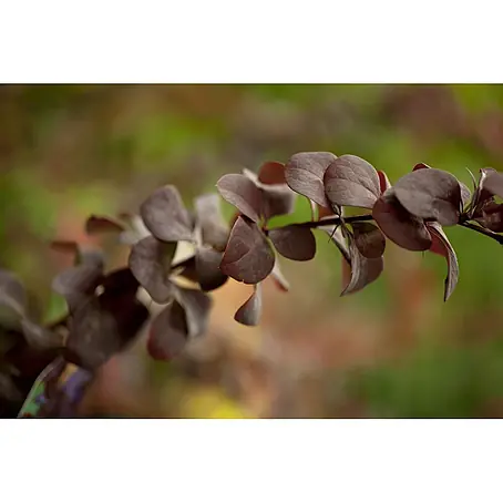 Pflanzen für dich  Berberitze 40-60 cm