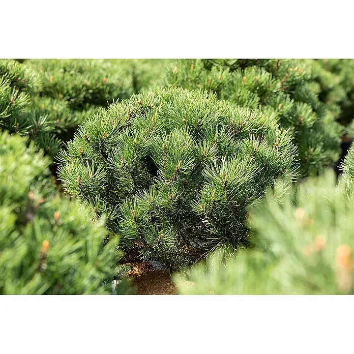 Pflanzen für dich Berg-Kiefer 15-20 cm - Pinus mugo 'Laurin', Aktuelle Wuchshöhe: 15 cm - 20 cm - Dichte, grüne Zwergkiefer mit kleinen braunen Knospen, ein kompakter immergrüner Strauch.