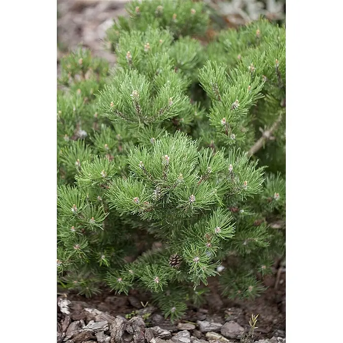Pflanzen für dich Berg-Kiefer 15-20 cm - Pinus mugo 'Laurin', Aktuelle Wuchshöhe: 15 cm - 20 cm - Kompakter Kiefernstrauch mit leuchtend grünen Nadeln und kleinen braunen Knospen, ideal für Garten und Landschaftsgestaltung.