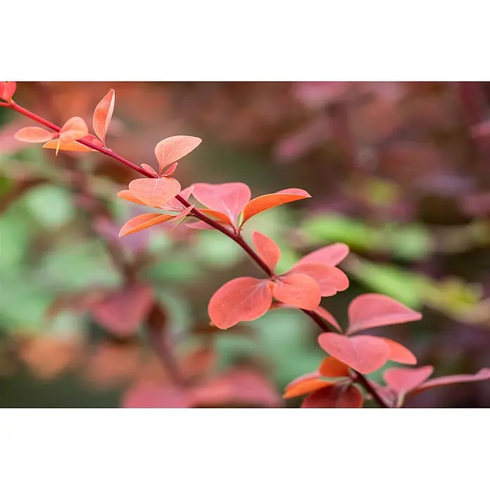 Pflanzen für dich Berberitze 40-60 cm - Berberis ottawensis 'Superba', 40 cm - 60 cm - Ein schlanker Ast mit leuchtend rötlich-orangen Blättern vor einem weichen, unscharfen Naturhintergrund.