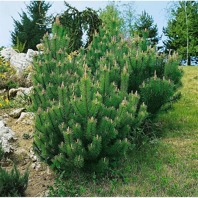 Pflanzen für dich Berg-Kiefer 15-20 cm - Pinus mugo 'Laurin', Aktuelle Wuchshöhe: 15 cm - 20 cm - Kompakter grüner Kiefernstrauch mit hellbraunen neuen Trieben in einer felsigen Gartenlandschaft.