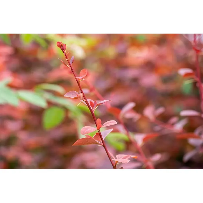 Pflanzen für dich Berberitze 40-60 cm - Berberis ottawensis 'Superba', 40 cm - 60 cm - Pflanzenstamm mit leuchtend rot-rosa Blättern und kleinen Dornen, verschwommener bunter Hintergrund.