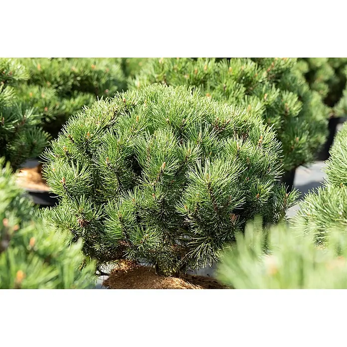 Pflanzen für dich Berg-Kiefer 15-20 cm - Pinus mugo 'Laurin', Aktuelle Wuchshöhe: 15 cm - 20 cm - Dichte, runde Zwergkiefer mit leuchtend grünen Nadeln und kleinen braunen Knospen, getopft in einer Baumschule.