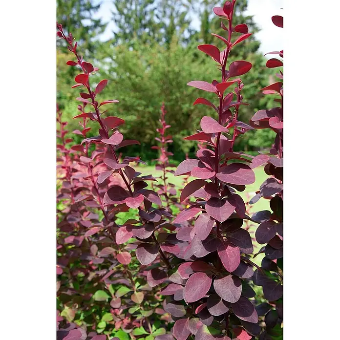 Pflanzen für dich Berberitze 40-60 cm - Berberis ottawensis 'Superba', 40 cm - 60 cm - Nahaufnahme eines lebhaften rot-violetten Zierstrauchs mit vielen Blättern und Stielen im Garten.