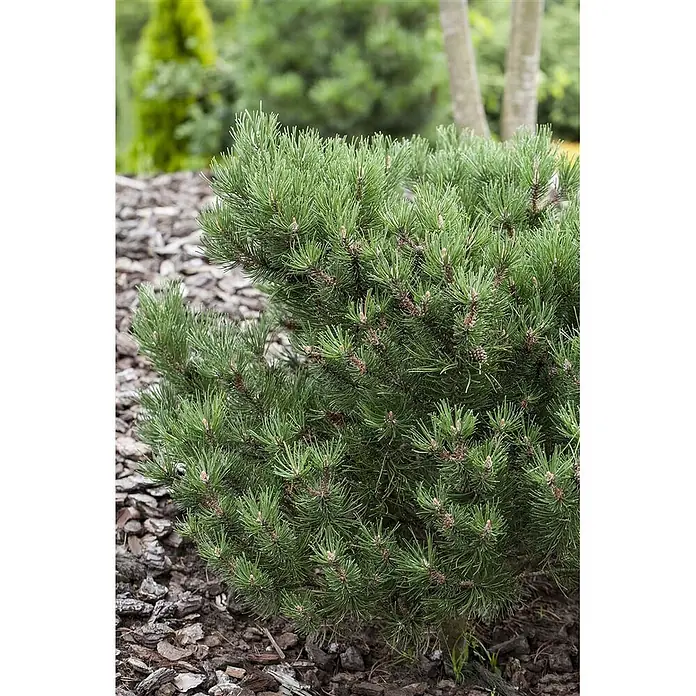 Pflanzen für dich Berg-Kiefer 15-20 cm - Pinus mugo 'Laurin', Aktuelle Wuchshöhe: 15 cm - 20 cm - Dichter, kompakter immergrüner Kiefernstrauch mit kurzen grünen Nadeln und kleinen Zapfen, in Rindenmulch gepflanzt.