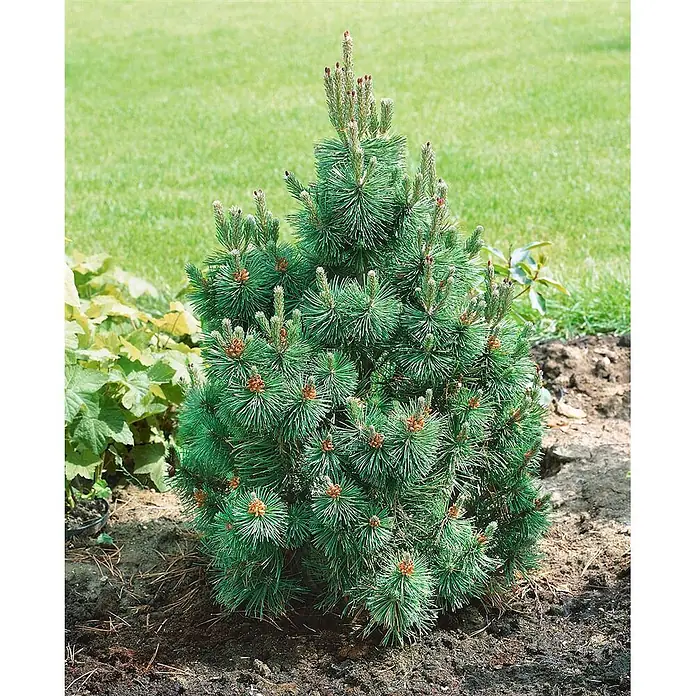 Pflanzen für dich Berg-Kiefer 25-30 cm - Pinus mugo 'Alpenzwerg', Aktuelle Wuchshöhe: 25 cm - 30 cm - Dichte grüne Zwergkiefer mit kleinen Zapfen, im Gartenboden gepflanzt.