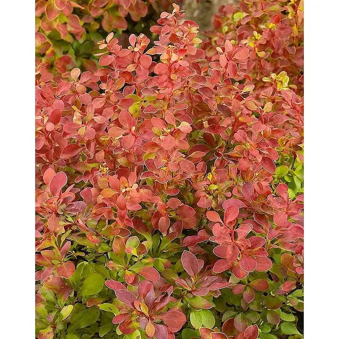 Pflanzen für dich Berberitze 40-50 cm - Berberis thunbergii 'Erecta', 40 cm - 50 cm - Dichter Zierstrauch mit kleinen, ovalen Blättern in leuchtendem Rot und Grün.