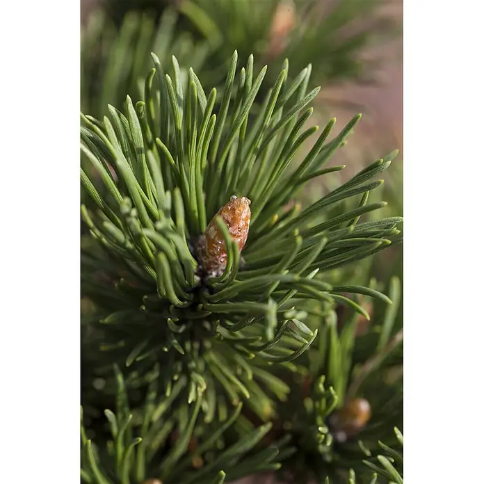 Pflanzen für dich Berg-Kiefer 25-30 cm - Pinus mugo 'Alpenzwerg', Aktuelle Wuchshöhe: 25 cm - 30 cm - Junge Tannenzapfenknospe umgeben von leuchtend grünen Nadeln an einem Ast.