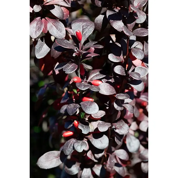 Pflanzen für dich Berberitze 40-60 cm - Berberis thunbergii 'Red Pillar', 40 cm - 60 cm - Strauch mit dunkelvioletten Blättern und leuchtend roten, länglichen Beeren.