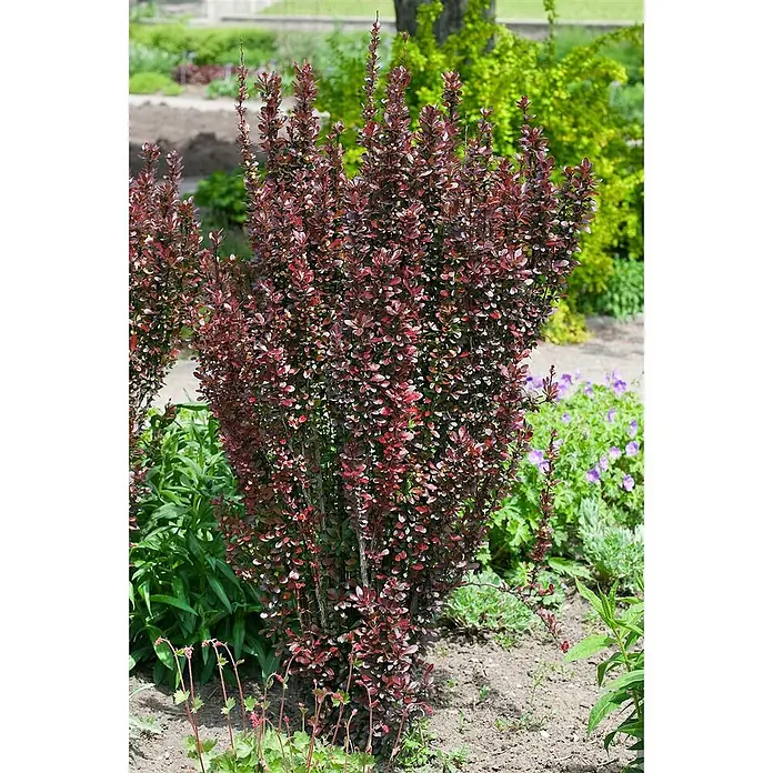 Pflanzen für dich Berberitze 40-60 cm - Berberis thunbergii 'Red Pillar', 40 cm - 60 cm - Lebhafter rotblättriger Strauch, aufrecht wachsend in einem Gartenbeet.