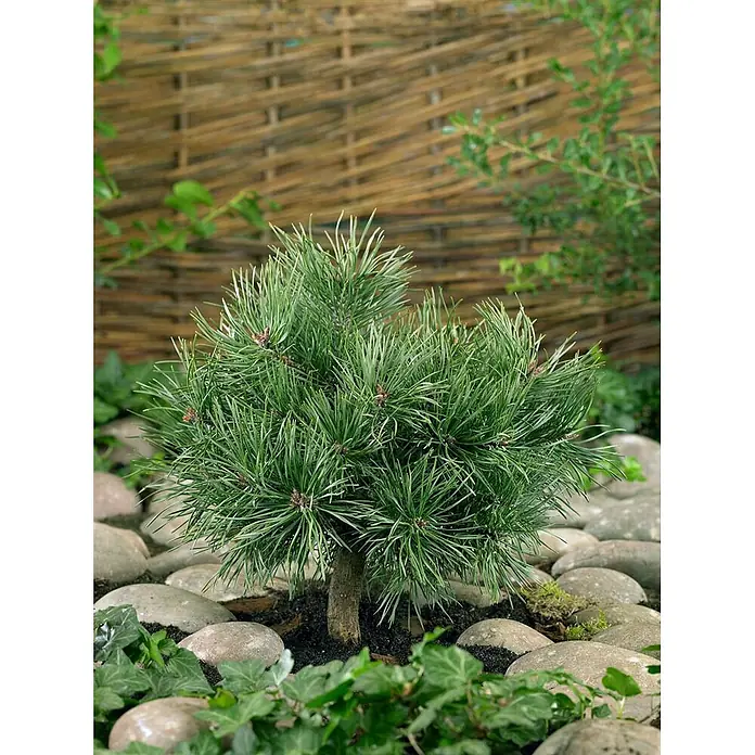 Pflanzen für dich Schwarzkiefer 60-70 cm - Pinus sylvestris 'Martham', Aktuelle Wuchshöhe: 60 cm - 70 cm - Kleiner, dichter grüner Nadelbaum mit braunem Stamm, umgeben von grauen Gartensteinen und grünem Bodendecker, in natürlicher Umgebung.