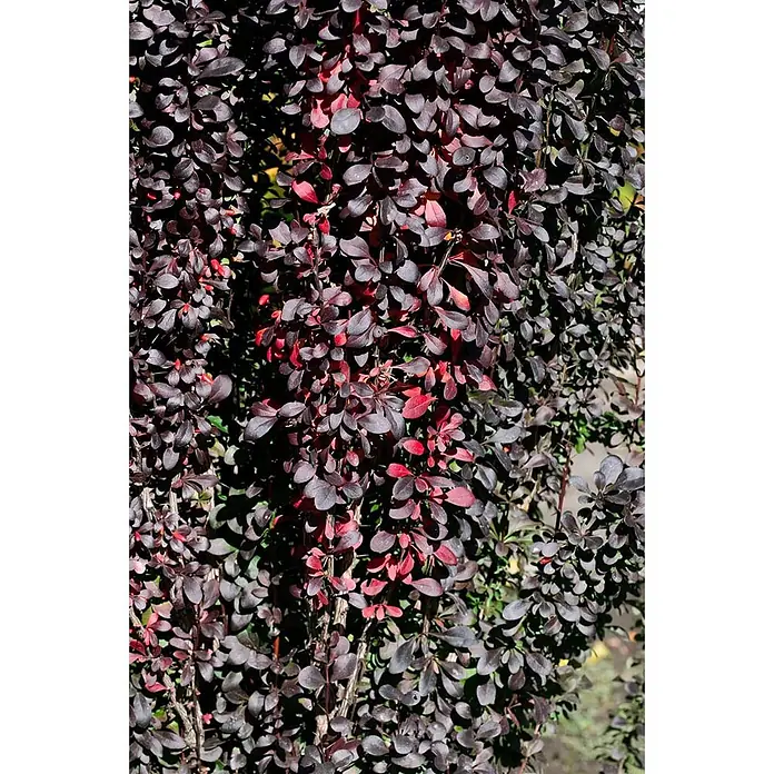 Pflanzen für dich Berberitze 40-60 cm - Berberis thunbergii 'Red Pillar', 40 cm - 60 cm - Dichter Strauch mit dunkel-purpurroten Blättern und einigen leuchtend roten Akzenten.