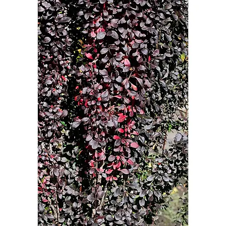 Pflanzen für dich  Berberitze 40-60 cm