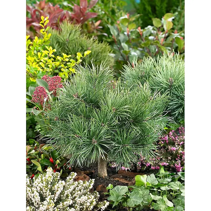 Pflanzen für dich Schwarzkiefer 60-70 cm - Pinus sylvestris 'Martham', Aktuelle Wuchshöhe: 60 cm - 70 cm - Kleiner Zwergkiefer mit grünen Nadeln in einem farbenfrohen Gartenbeet.