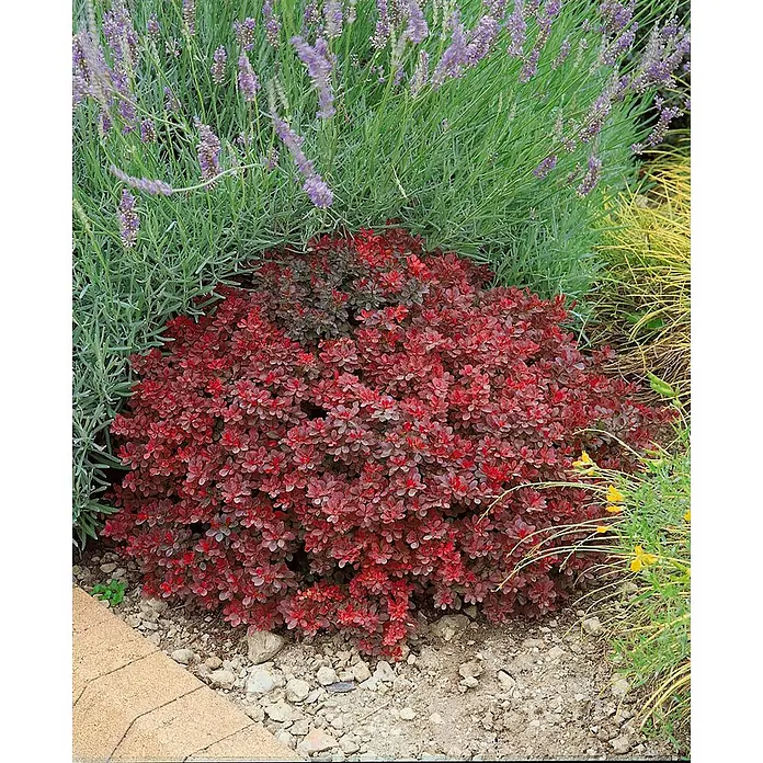 Pflanzen für dich Berberitze 30-40 cm - Berberis thunbergii 'Ruby Star', 30 cm - 40 cm - Ein leuchtend roter Zierstrauch mit dichtem Laub, in einem Gartenbeet mit Lavendel und anderen Pflanzen.