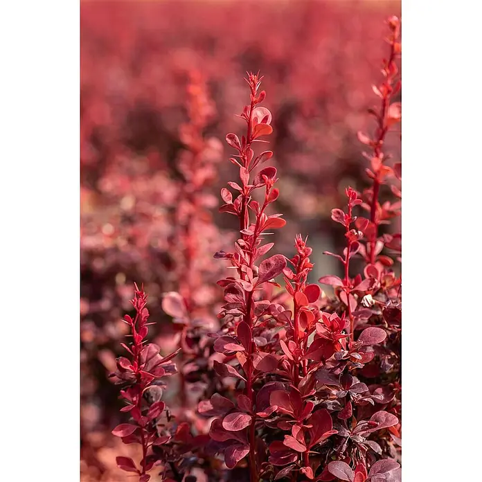 Pflanzen für dich Berberitze 20-25 cm - Berberis thunbergii 'Orange Rocket', 20 cm - 25 cm - Nahaufnahme leuchtend rotblättriger Zierpflanzen mit schlanken Stielen und kleinen, ovalen Blättern, dicht wachsend.