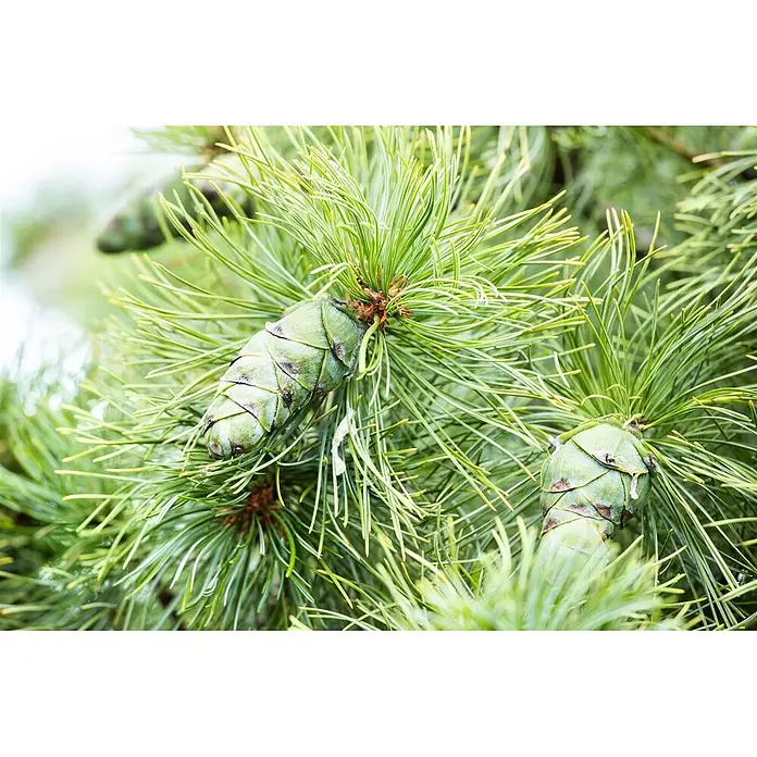 Pflanzen für dich Berg-Kiefer 50-60 cm - Pinus pumila 'Glauca', Aktuelle Wuchshöhe: 50 cm - 60 cm - Zwei grüne, unreife Pinienzapfen inmitten leuchtend grüner Kiefernnadeln an einem Ast.