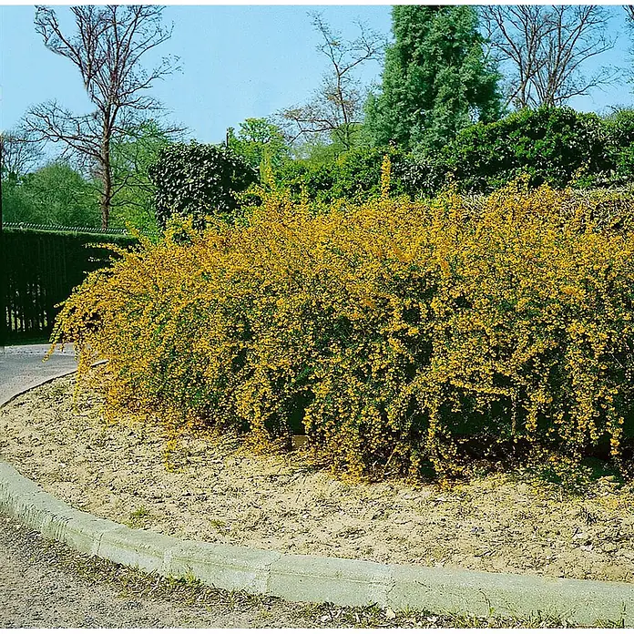 Pflanzen für dich Berberitze 20-25 cm - Berberis stenophylla, 20 cm - 25 cm - Leuchtend gelb blühender Strauch, dicht bedeckt mit Blüten, entlang eines Gartenwegs mit Bordstein.