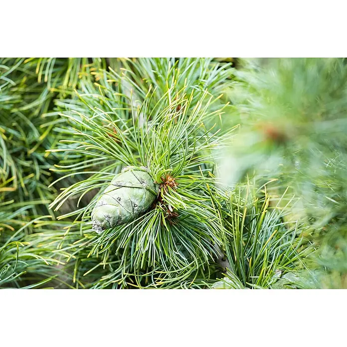 Pflanzen für dich Berg-Kiefer 50-60 cm - Pinus pumila 'Glauca', Aktuelle Wuchshöhe: 50 cm - 60 cm - Grüner Pinienzapfen auf einem Ast mit leuchtend grünen Kiefernnadeln.