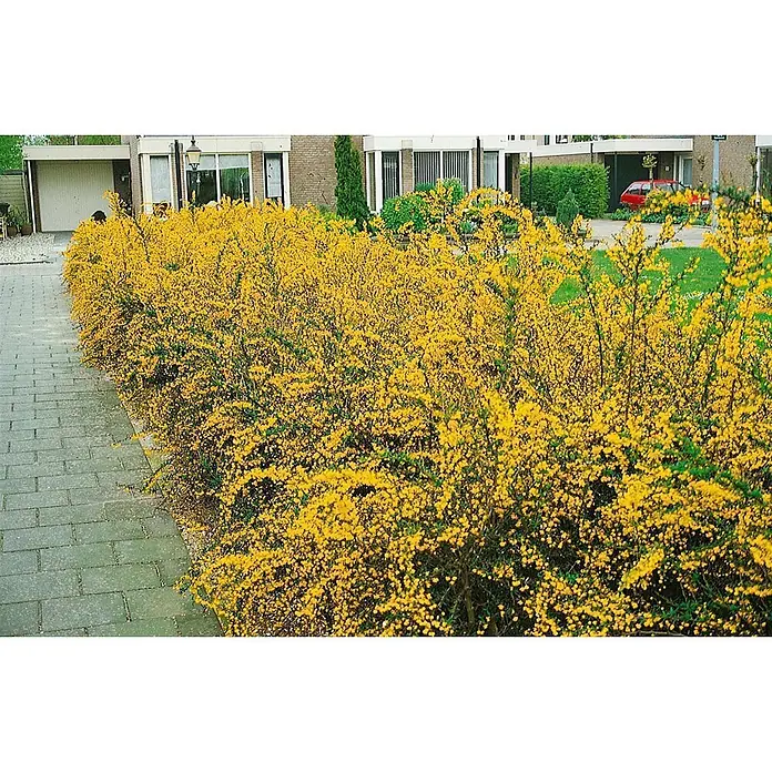 Pflanzen für dich Berberitze 20-25 cm - Berberis stenophylla, 20 cm - 25 cm - Dichte Hecke aus leuchtend gelb blühenden Sträuchern säumt einen gepflasterten Gehweg in Wohngegend.