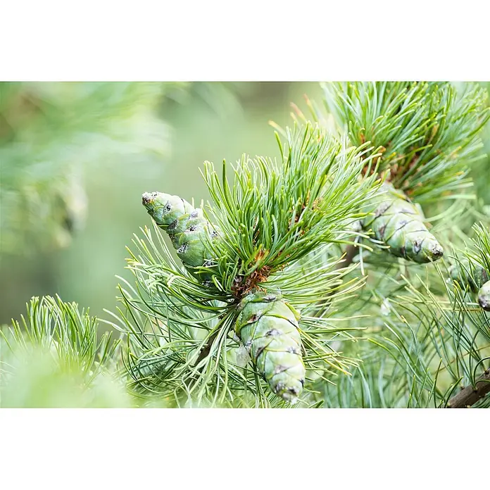 Pflanzen für dich Berg-Kiefer 50-60 cm - Pinus pumila 'Glauca', Aktuelle Wuchshöhe: 50 cm - 60 cm - Grüne Tannenzapfen an einem Tannenzweig mit Nadeln.