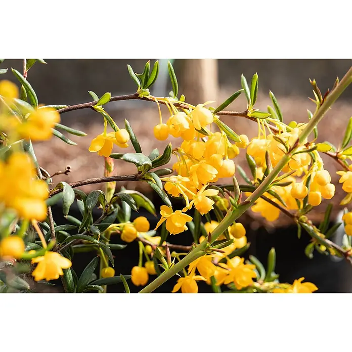 Pflanzen für dich Berberitze 20-25 cm - Berberis stenophylla, 20 cm - 25 cm - Ast mit zahlreichen leuchtend gelben glockenförmigen Blüten und grünen Blättern.