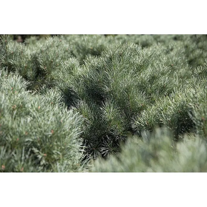 Pflanzen für dich Berg-Kiefer 50-60 cm - Pinus pumila 'Glauca', Aktuelle Wuchshöhe: 50 cm - 60 cm - Dichtes Feld silbrig-grüner Kiefernsträucher mit spitzen Nadeln.