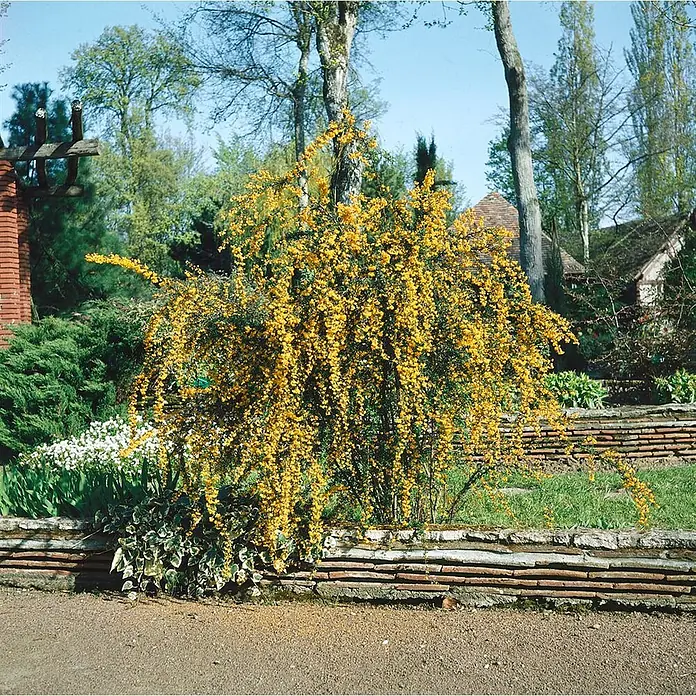 Pflanzen für dich Berberitze 20-25 cm - Berberis stenophylla, 20 cm - 25 cm - Ein leuchtend gelb blühender Strauch in voller Blüte, der über eine niedrige Gartenmauer an einem Kiesweg rankt.