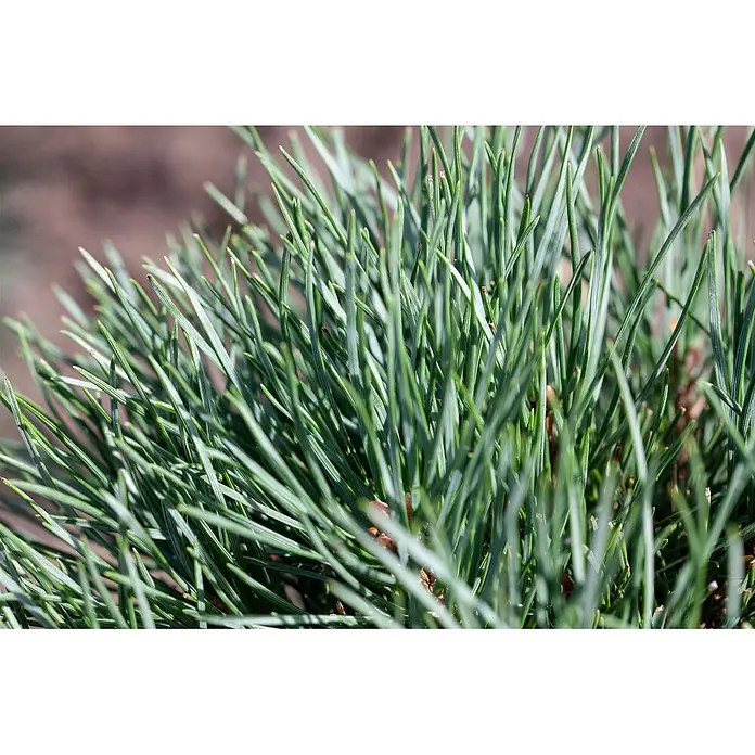 Pflanzen für dich Berg-Kiefer 50-60 cm - Pinus pumila 'Glauca', Aktuelle Wuchshöhe: 50 cm - 60 cm - Dichte Ansammlung von leuchtend grünen Kiefernnadeln.