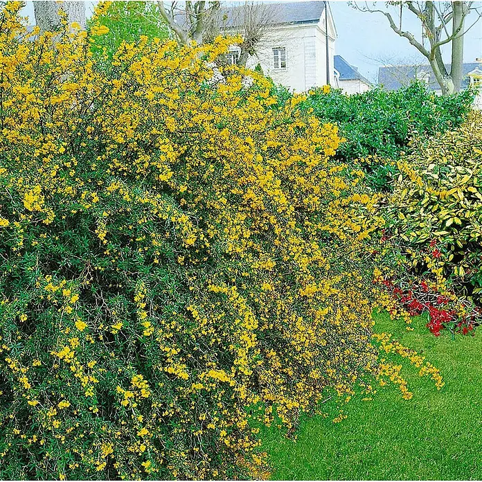 Pflanzen für dich Berberitze 20-25 cm - Berberis stenophylla, 20 cm - 25 cm - Großer Strauch mit üppigen leuchtend gelben Blüten in einem Garten.