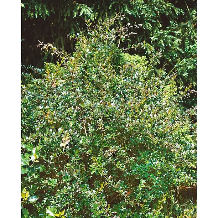 Pflanzen für dich Berberitze 30-40 cm - Berberis × media 'Parkjuweel', 30 cm - 40 cm - Dichter, dorniger immergrüner Strauch mit kleinen, glänzenden grünen Blättern, möglicherweise eine Berberitze.
