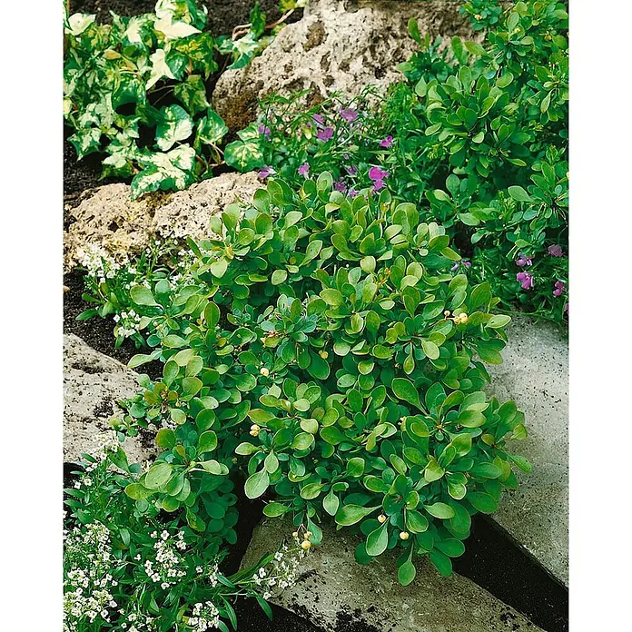 Pflanzen für dich Berberitze 20-25 cm - Berberis buxifolia 'Nana', 20 cm - 25 cm - Üppige grüne Gartenpflanze mit runden Blättern und kleinen gelben Beeren, wächst zwischen Felsen und Bodendeckern.