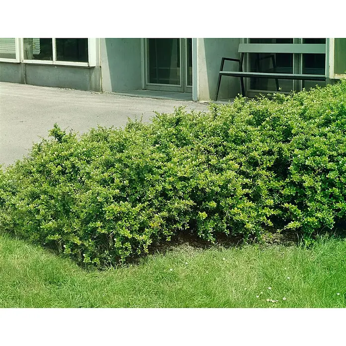 Pflanzen für dich Berberitze 30-40 cm - Berberis × media 'Parkjuweel', 30 cm - 40 cm - Üppige grüne Hecke entlang eines hellgrauen Gebäudes mit Gehweg und Gras im Vordergrund.