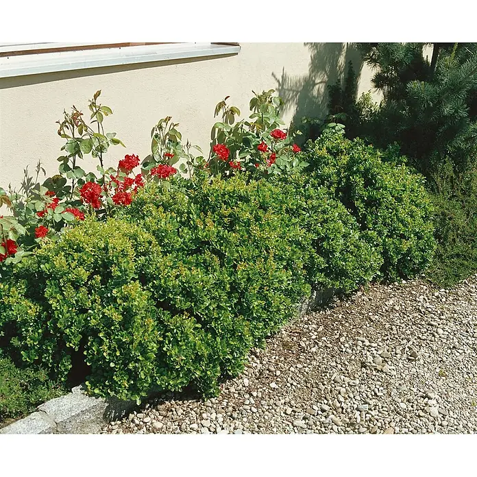 Pflanzen für dich Berberitze 20-25 cm - Berberis buxifolia 'Nana', 20 cm - 25 cm - Rote Rosen und grüne Büsche säumen eine Gebäudewand, mit einem Kiesweg im Vordergrund.