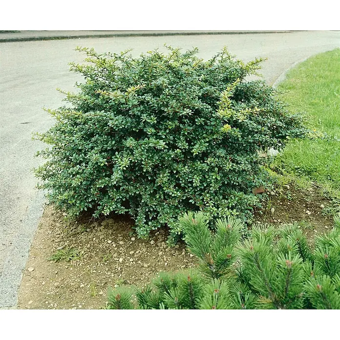 Pflanzen für dich Berberitze 30-40 cm - Berberis × media 'Parkjuweel', 30 cm - 40 cm - Ein dichter, grüner Strauch mit kleinen Blättern wächst am Wegesrand.