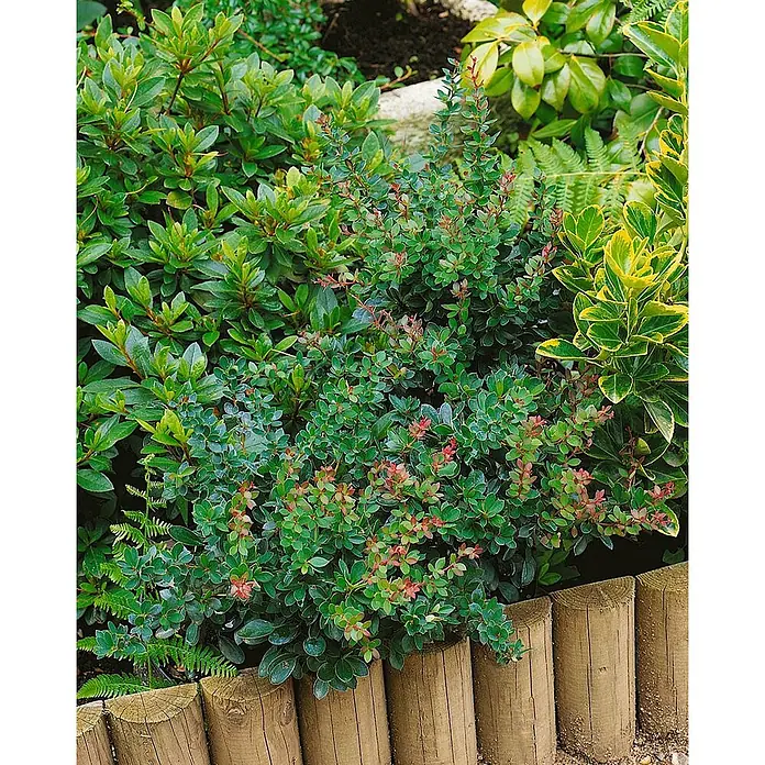 Pflanzen für dich Berberitze 20-25 cm - Berberis buxifolia 'Nana', 20 cm - 25 cm - Kompakter grüner Strauch mit rötlichem Neuaustrieb, in einem Beet mit Holzeinfassung gepflanzt.