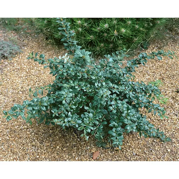 Pflanzen für dich Berberitze 30-40 cm - Berberis × media 'Parkjuweel', 30 cm - 40 cm - Niedriger grüner Strauch mit dichtem Laub in einem Kiesgarten.