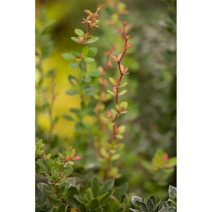 Pflanzen für dich Berberitze 20-25 cm - Berberis buxifolia 'Nana', 20 cm - 25 cm - Eine Nahaufnahme einer Pflanze mit kleinen grünen Blättern und rötlich-pinkem Neuaustrieb an schlanken Stängeln.