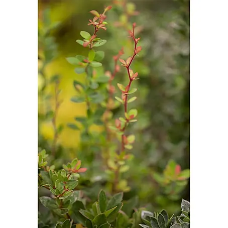 Pflanzen für dich  Berberitze 30-40 cm