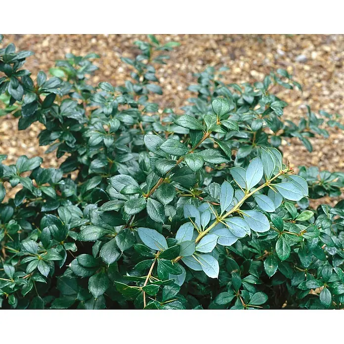 Pflanzen für dich Berberitze 30-40 cm - Berberis × media 'Parkjuweel', 30 cm - 40 cm - Dichter Strauch mit dunkelgrünen und kontrastierenden blau-grünen, dornigen Blättern auf einem Kiesbett.
