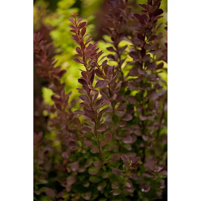 Pflanzen für dich Berberitze 60-80 cm - Berberis thunbergii 'Red Rocket', 60 cm - 80 cm - Nahaufnahme eines Strauchs mit leuchtend dunkelrot-violetten Blättern, der sein Zierlaub zeigt.