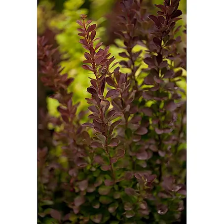 Pflanzen für dich  Berberitze 40-60 cm