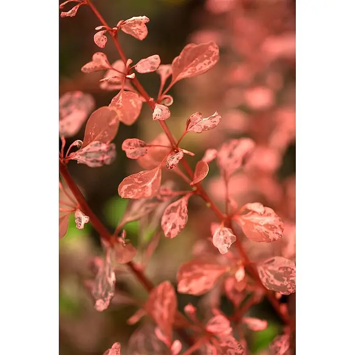 Pflanzen für dich Berberitze 30-40 cm - Berberis thunbergii 'Rose Glow', 30 cm - 40 cm - Nahaufnahme eines Pflanzenzweigs mit kleinen, rötlich-rosa panaschierten Blättern, teils heller gesprenkelt.