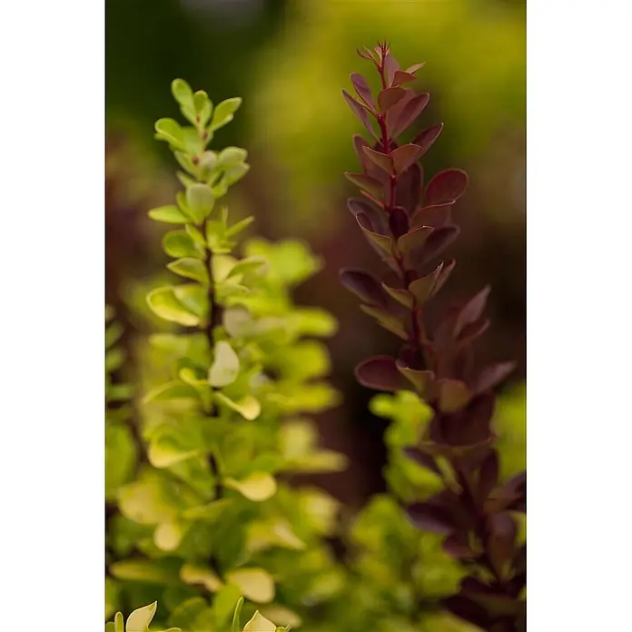 Pflanzen für dich Berberitze 60-80 cm - Berberis thunbergii 'Red Rocket', 60 cm - 80 cm - Zwei lebendige Pflanzenstiele: einer grün und einer rötlich-braun, mit kleinen Blättern.