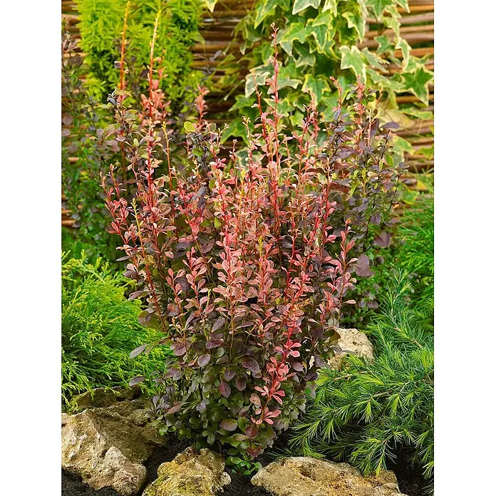 Pflanzen für dich Berberitze 30-40 cm - Berberis thunbergii 'Rosy Rocket', 30 cm - 40 cm - Kompakter Strauch mit lebhaften rot-violetten Blättern inmitten anderer Gartenpflanzen und Steine.