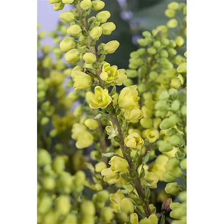 Pflanzen für dich  Berberitze 40-60 cm