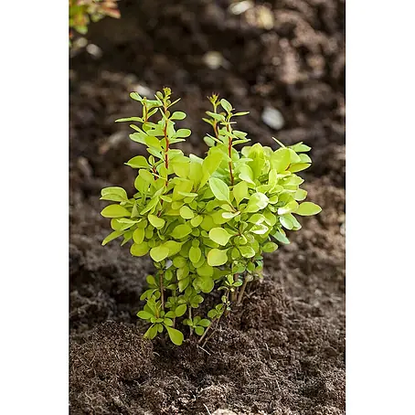 Pflanzen für dich  Berberitze 30-40 cm