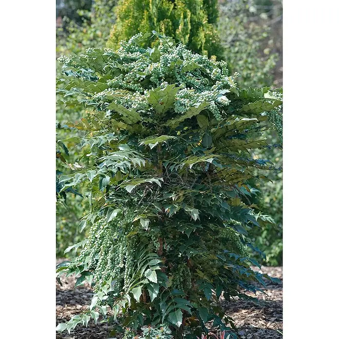 Pflanzen für dich Berberitze 40-60 cm - Mahonia media 'Winter Sun', 40 cm - 60 cm - Grüner Strauch mit gezackten Blättern und vielen hellgrünen Beeren.